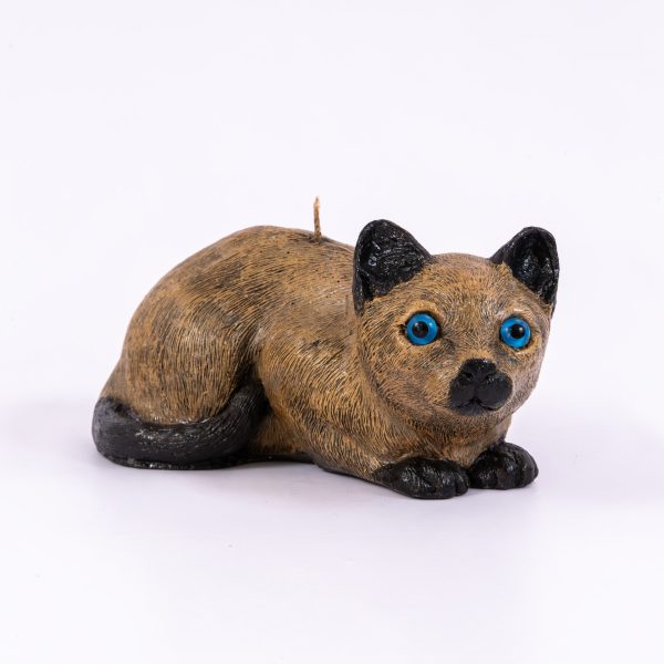 Gato siamés pintado