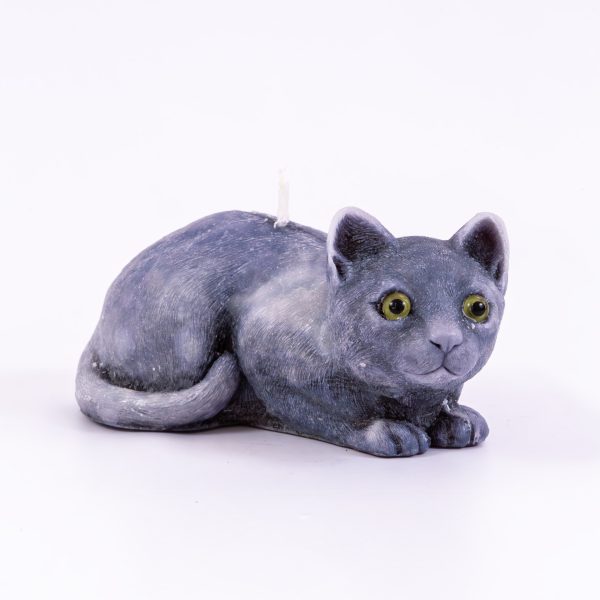 Gato grande gris